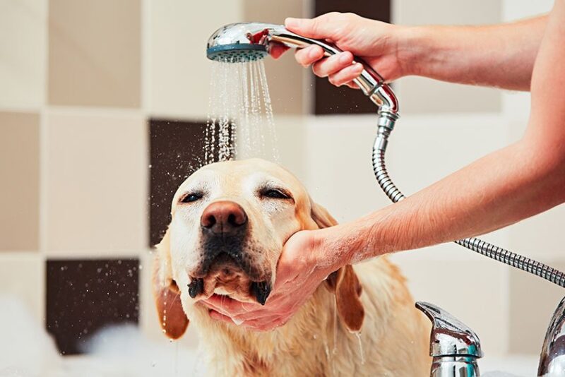 How Often Should I Wash My Dog?