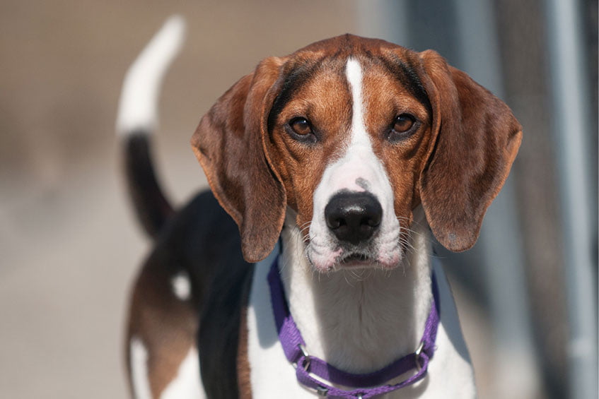 Beagles have a short coat