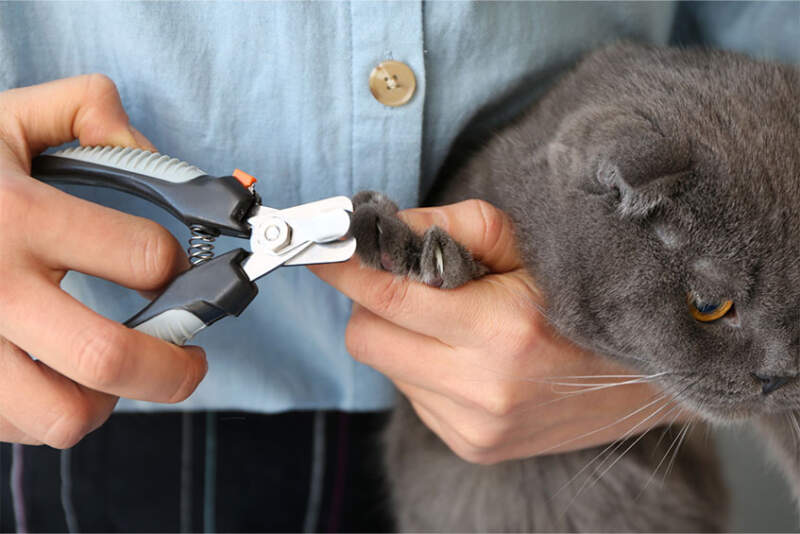 How to Cut Your Cat’s Nails