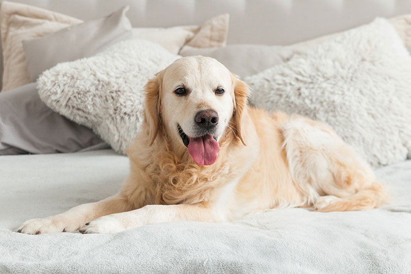 Golden Retriever's are examples of dogs with a medium coat