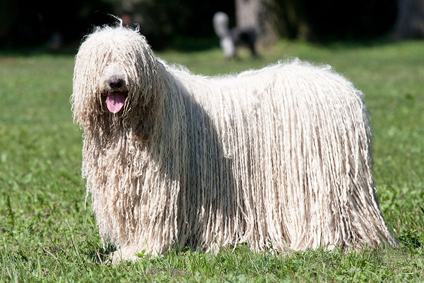 Komondor are extreme examples of dogs with a long coat