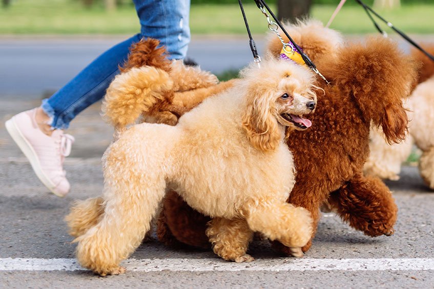 Poodle's are renowned for their curly coat