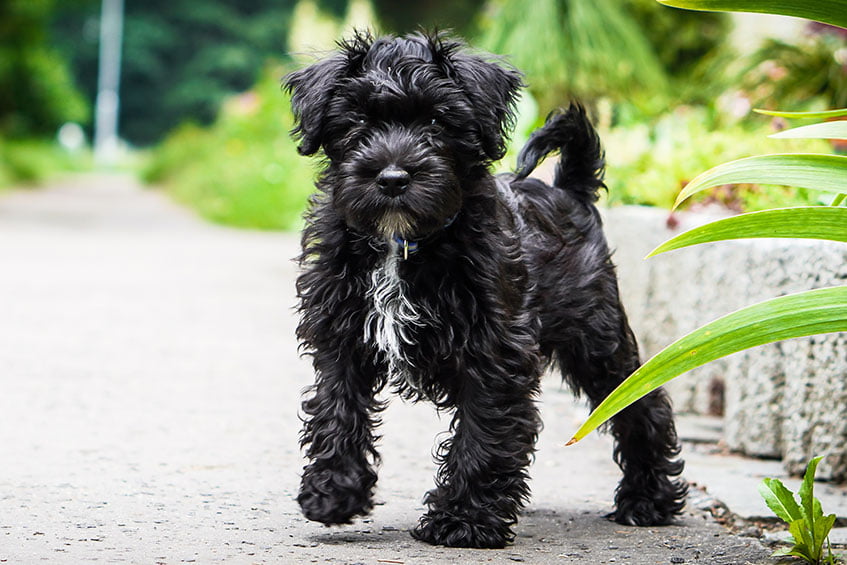 Schnauzer's have strong wire coats