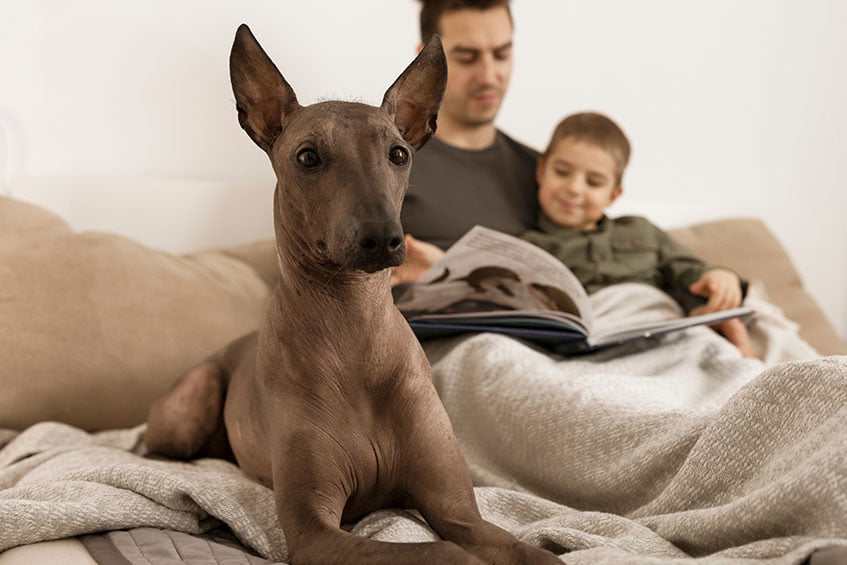 Xoloitzcuintle (Mexican Hairless Dog)