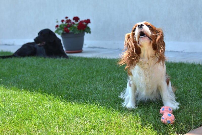 How To Stop Dogs Barking Due To Boredom