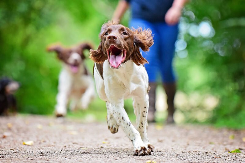 How To Stop Dogs Barking Due To Excitement