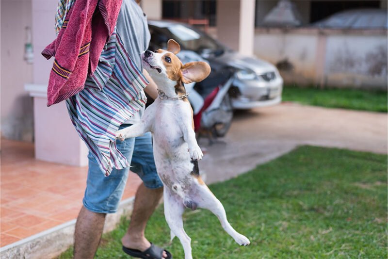 How To Stop Dogs Jumping Up