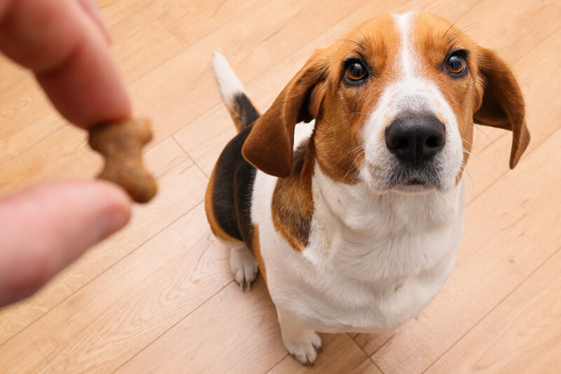 Positive Reinforcement Dog Training