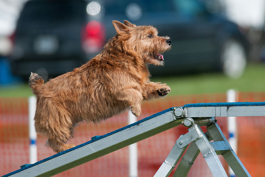 Teach Your Dog to Climb | PetsBook