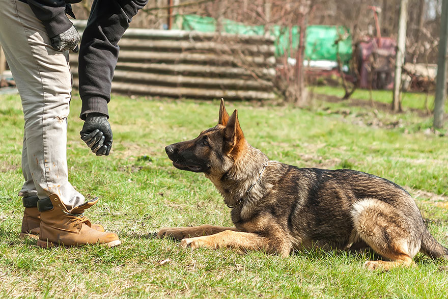 Down Command | Basic Dog Obedience Training | PetsBook