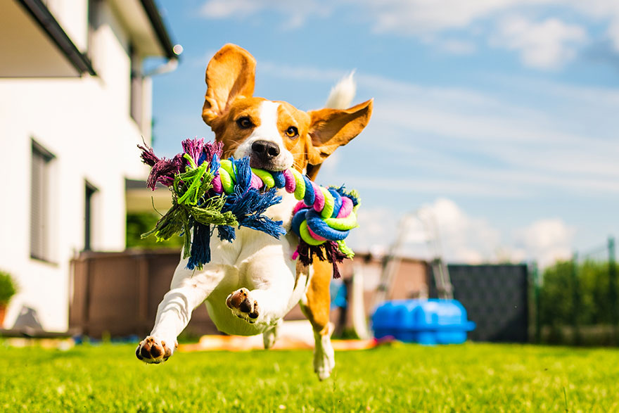 Playing Fetch with Your Dog