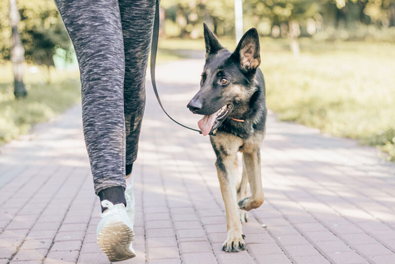 Heel Command (Dog Training Command 7)