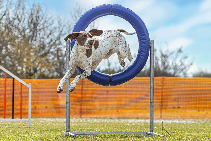 Dog Jumping Through Obstacle | PetsBook