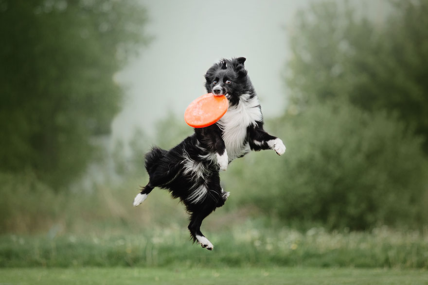 Dog Command Jump | PetsBook