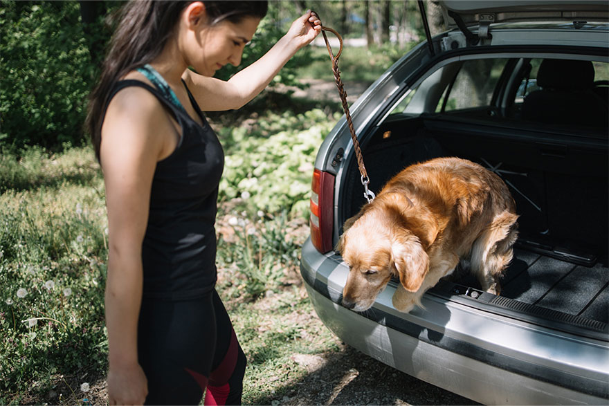 Dog Jumping Up and Down in Car | PetsBook