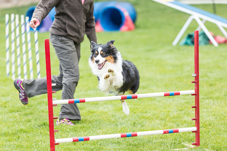 Dog Jumping Over Obstacle | PetsBook