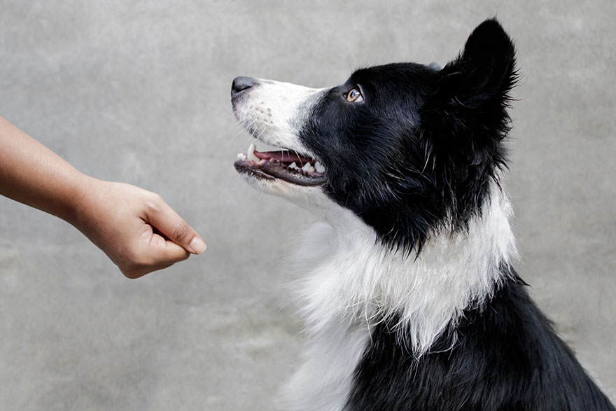 Teaching Your Dog the Leave Command