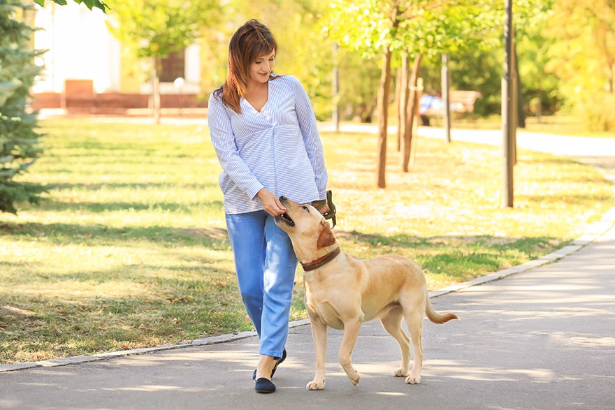 Teaching Dogs the Leave It Command | PetsBook