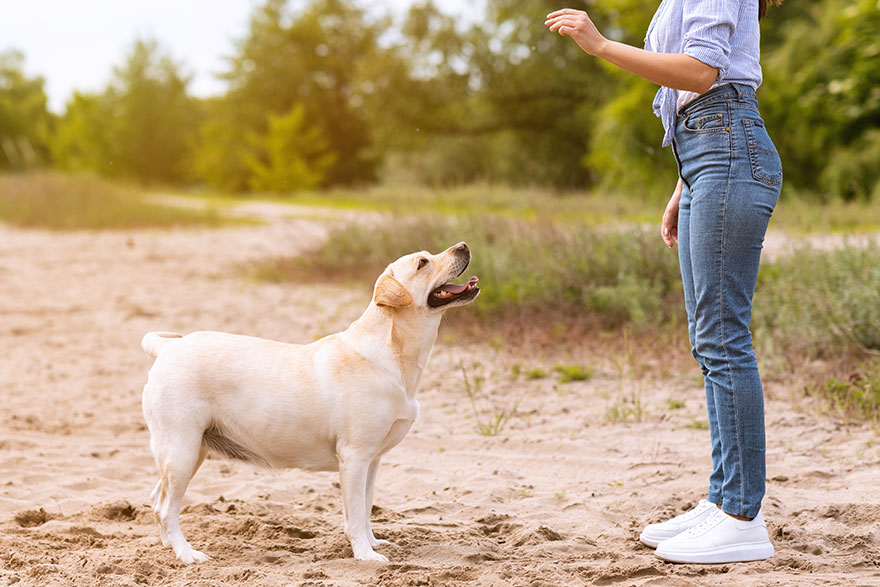 Reward with Tasty Treats | PetsBook