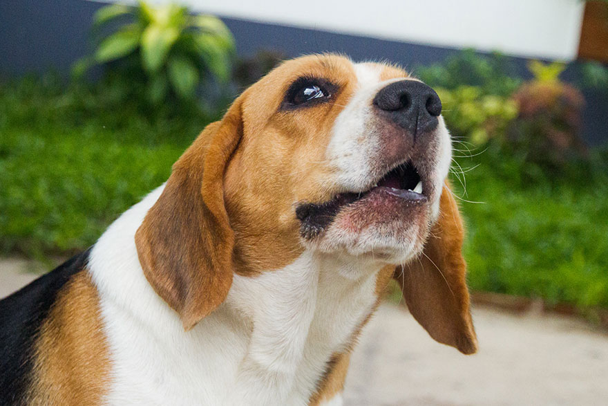 Teaching Dog to Speak | PetsBook