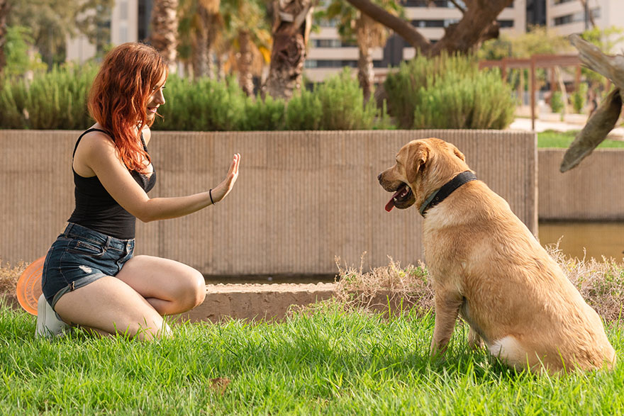 Stay Command | Basic Dog Training Command