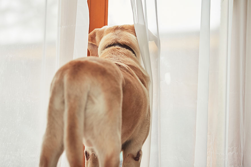 Wait By Door Training | PetsBook