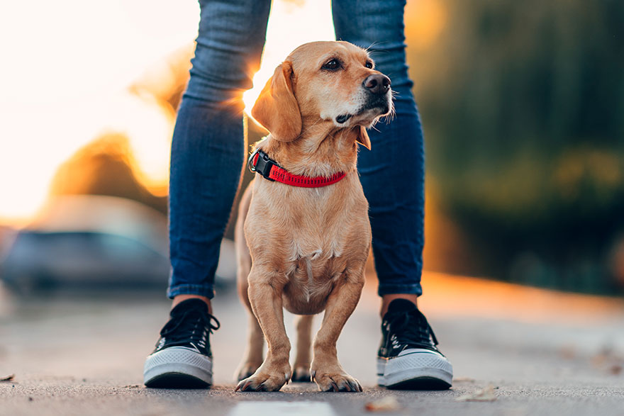 Wait While Walking Training | PetsBook