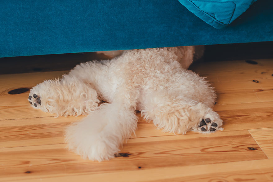 Dog Crawling Under Bed | PetsBook