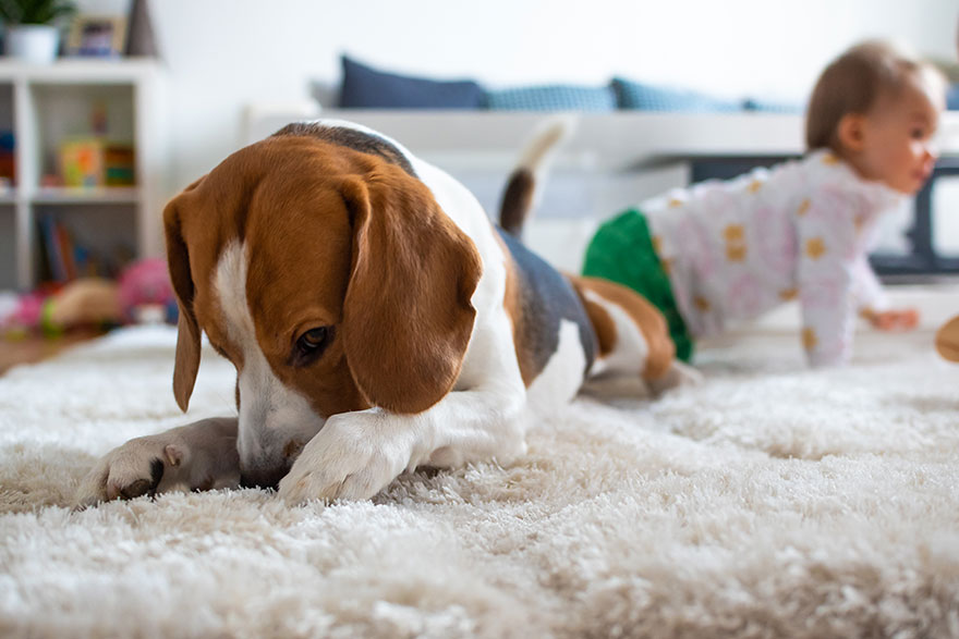 Teaching Your Dog the Crawl Command | PetsBook