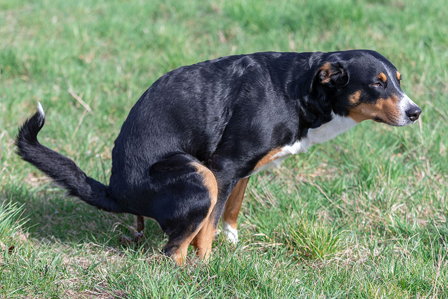 Teaching Your Dog to Poop on Command