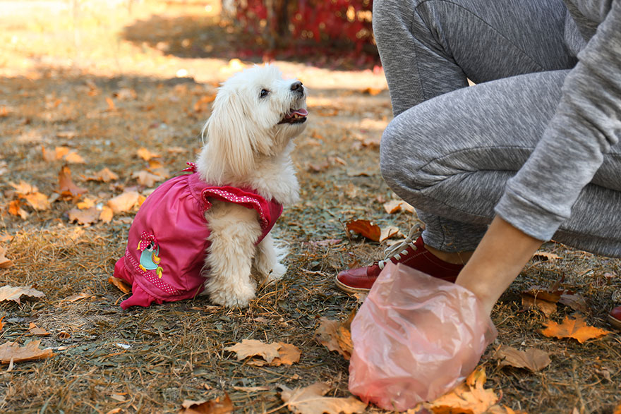 Picking Up After Your Dog Poops